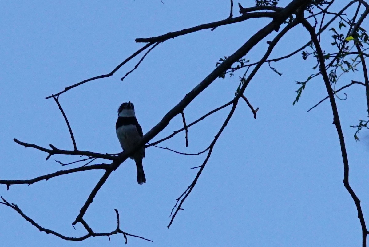 Pied Puffbird - ML640665225