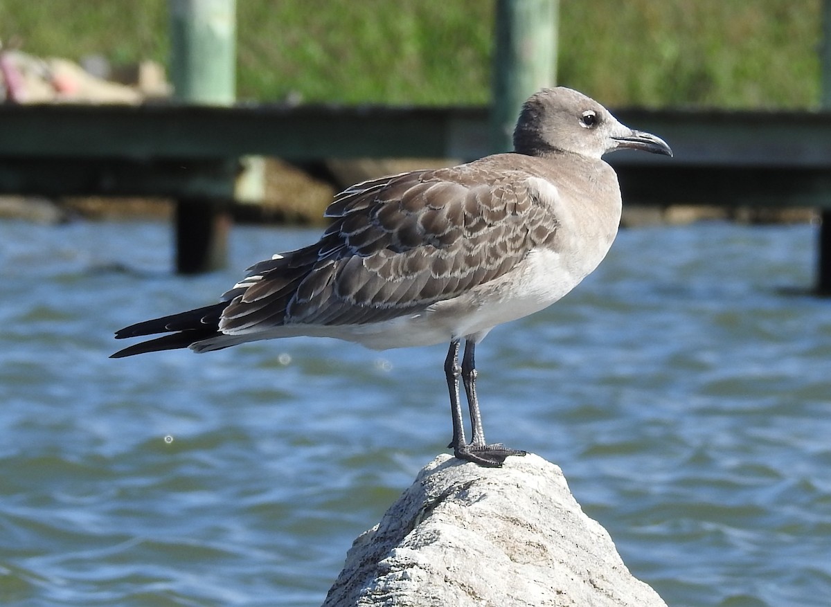 Aztekenmöwe - ML640665231