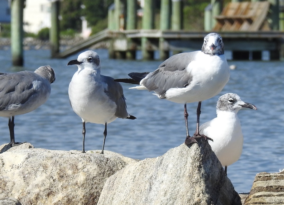 Aztekenmöwe - ML640665232