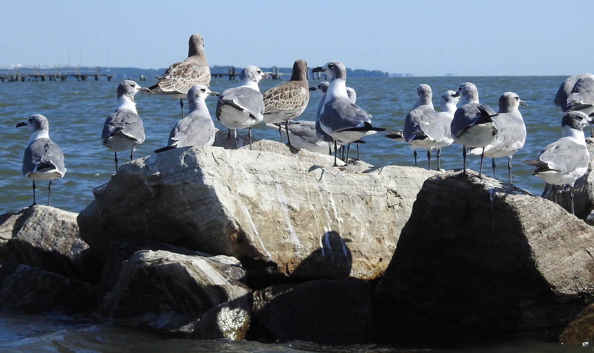 Aztekenmöwe - ML640665233