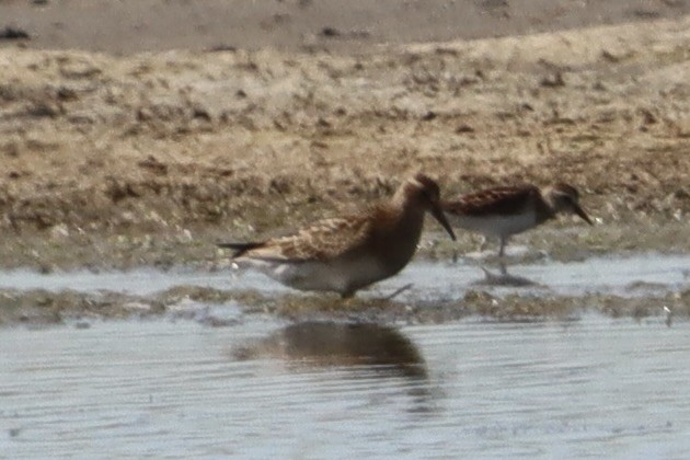 Pectoral Sandpiper - ML640665235
