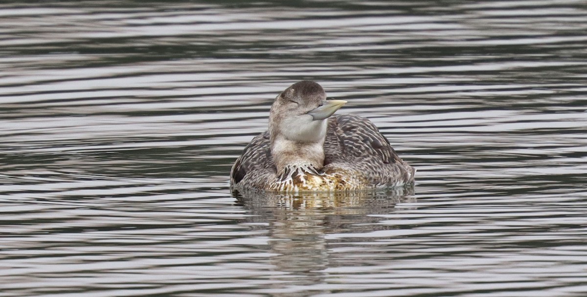 Plongeon à bec blanc - ML640665238