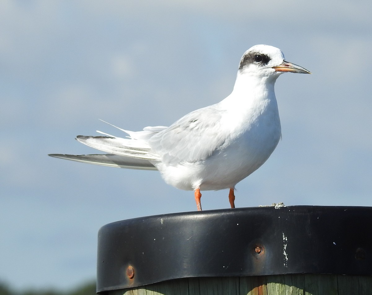 Forsterseeschwalbe - ML640665241