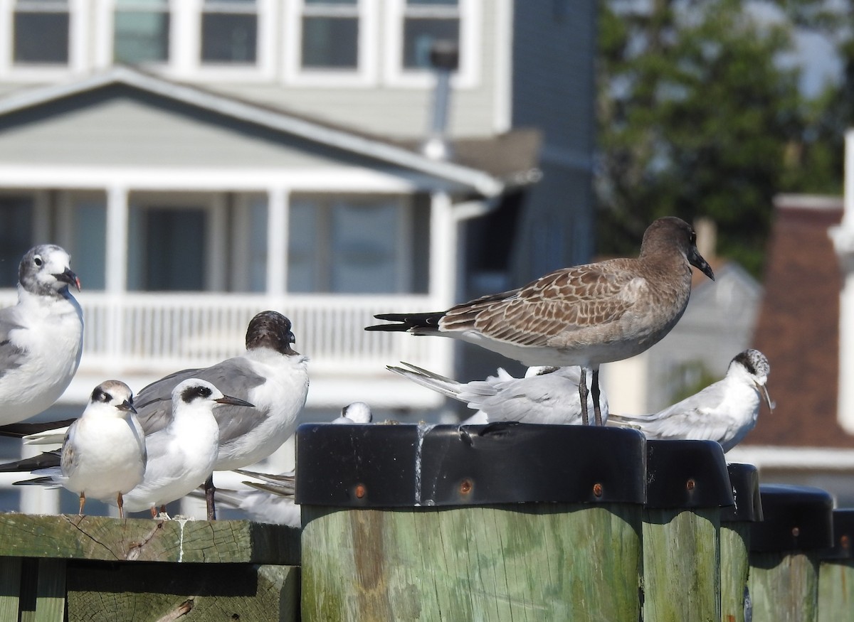 Forsterseeschwalbe - ML640665242