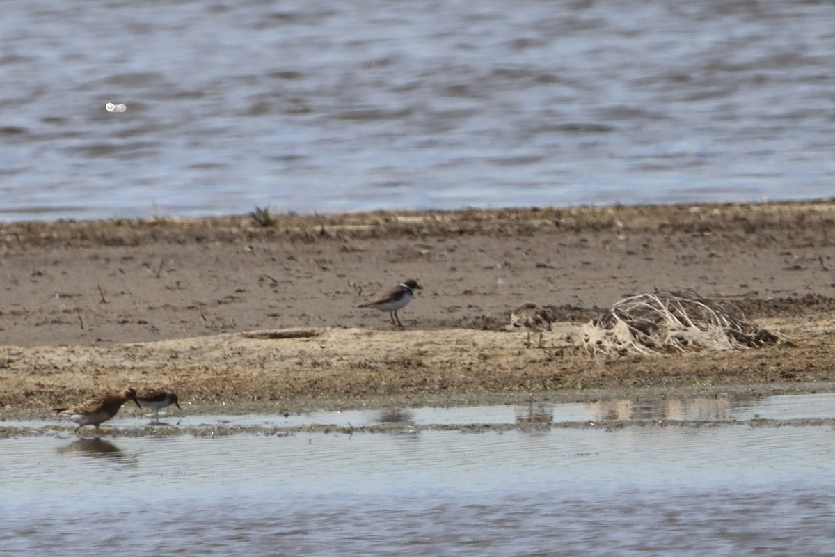 Semipalmated Plover - ML640665243