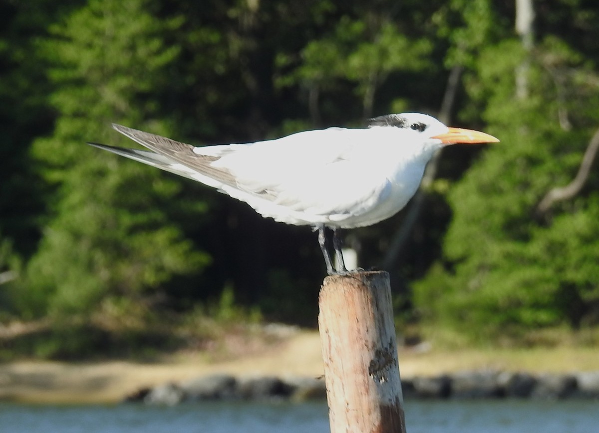 Königsseeschwalbe - ML640665245