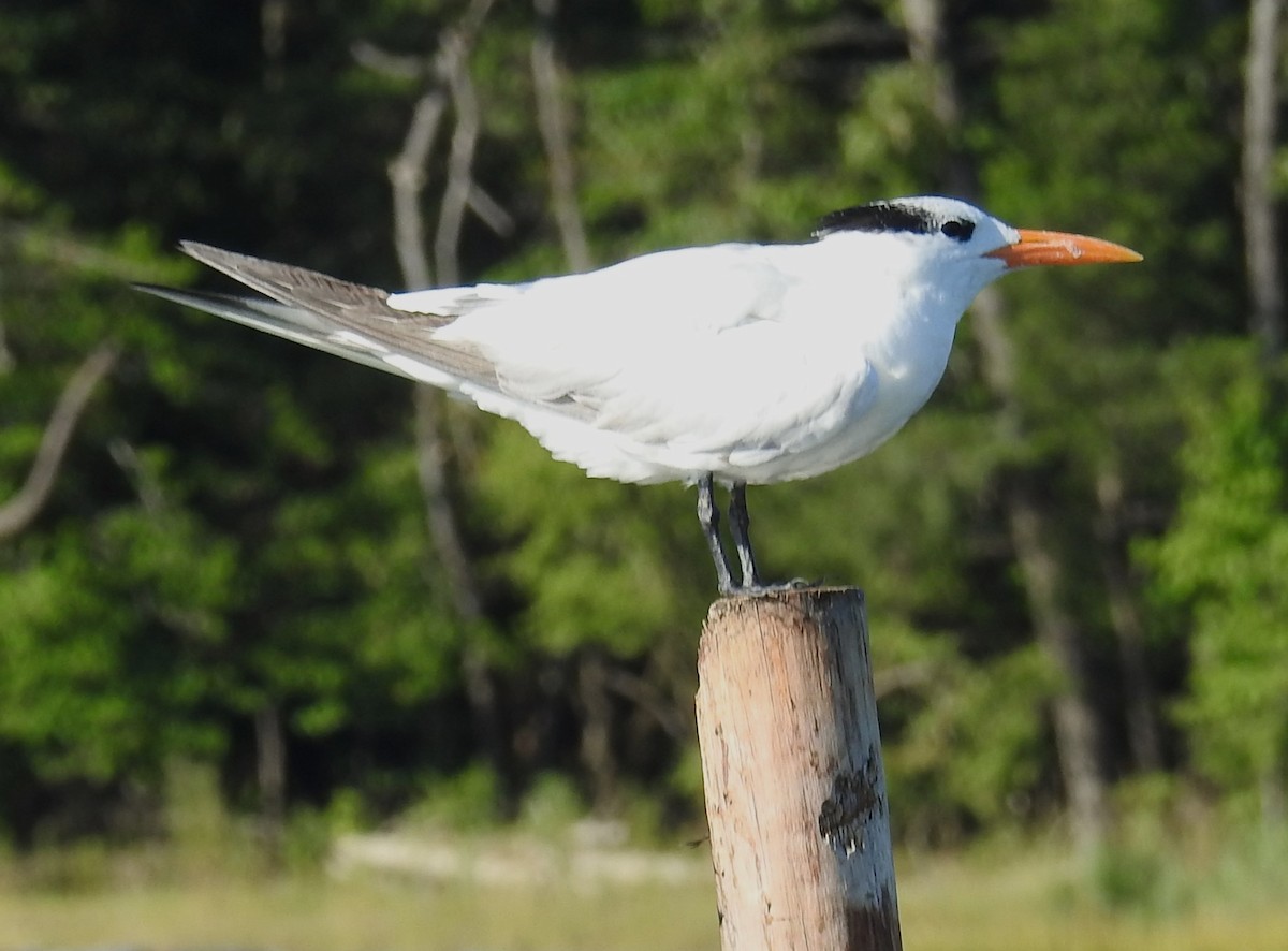 Königsseeschwalbe - ML640665246