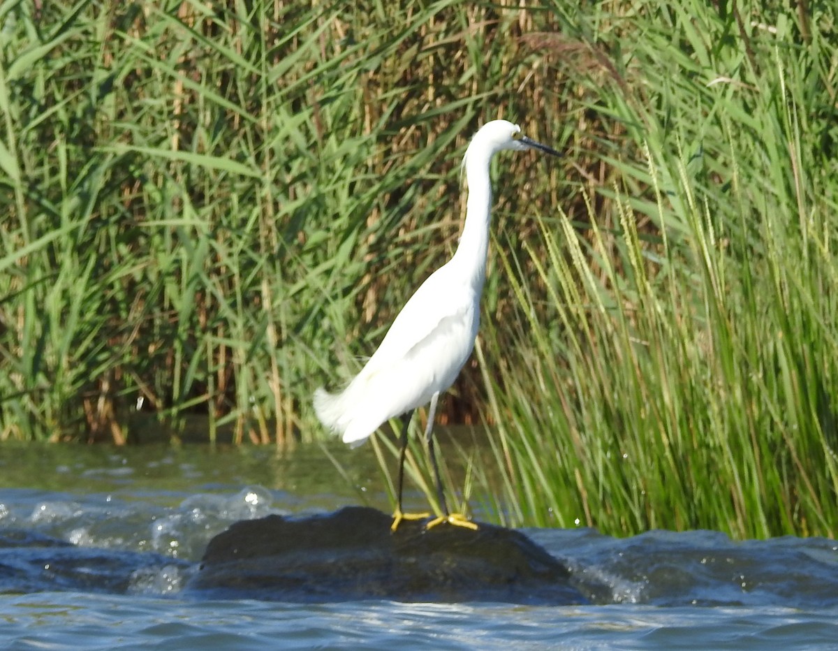 Schmuckreiher - ML640665248