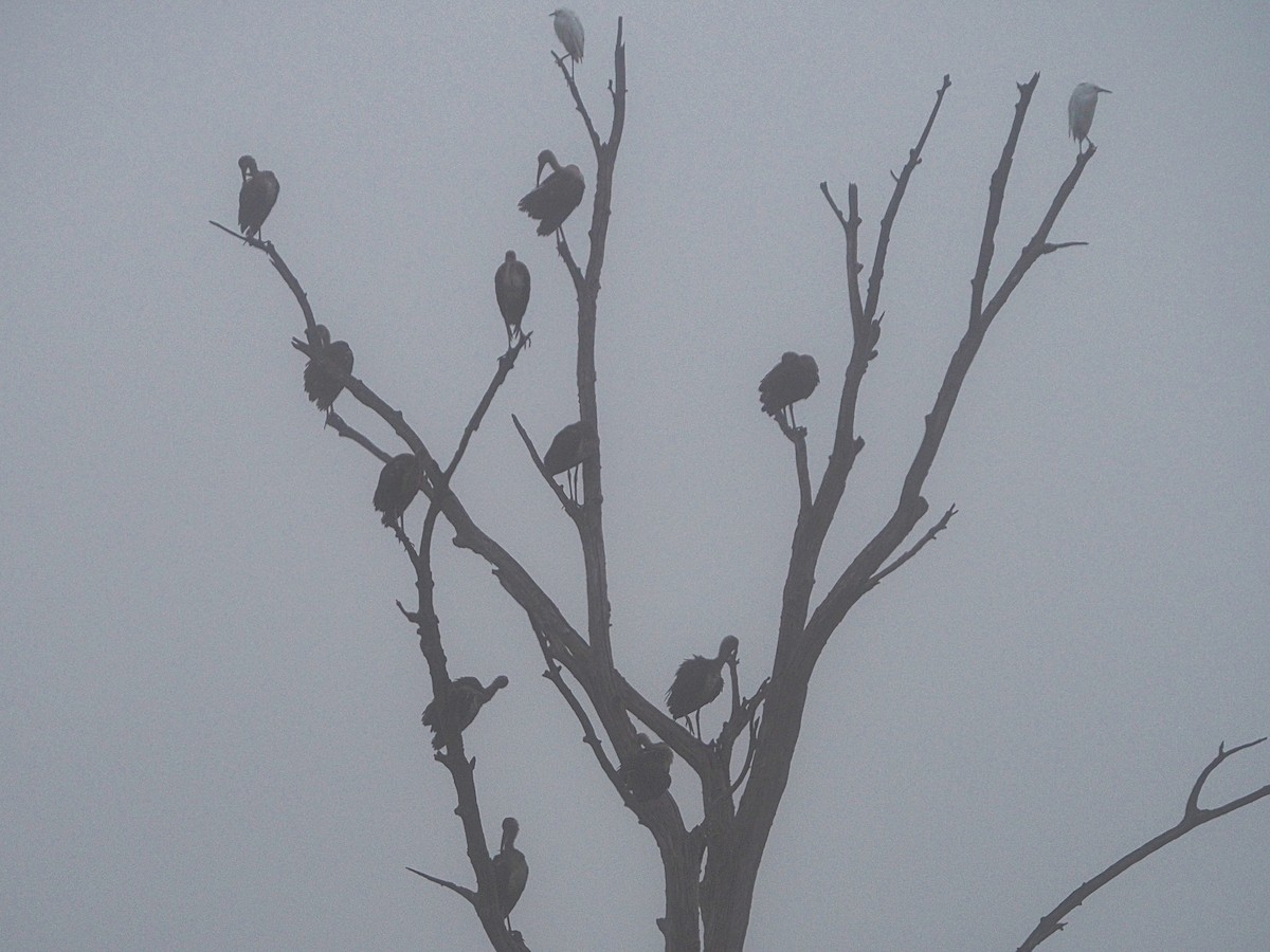 White Ibis - ML640665249