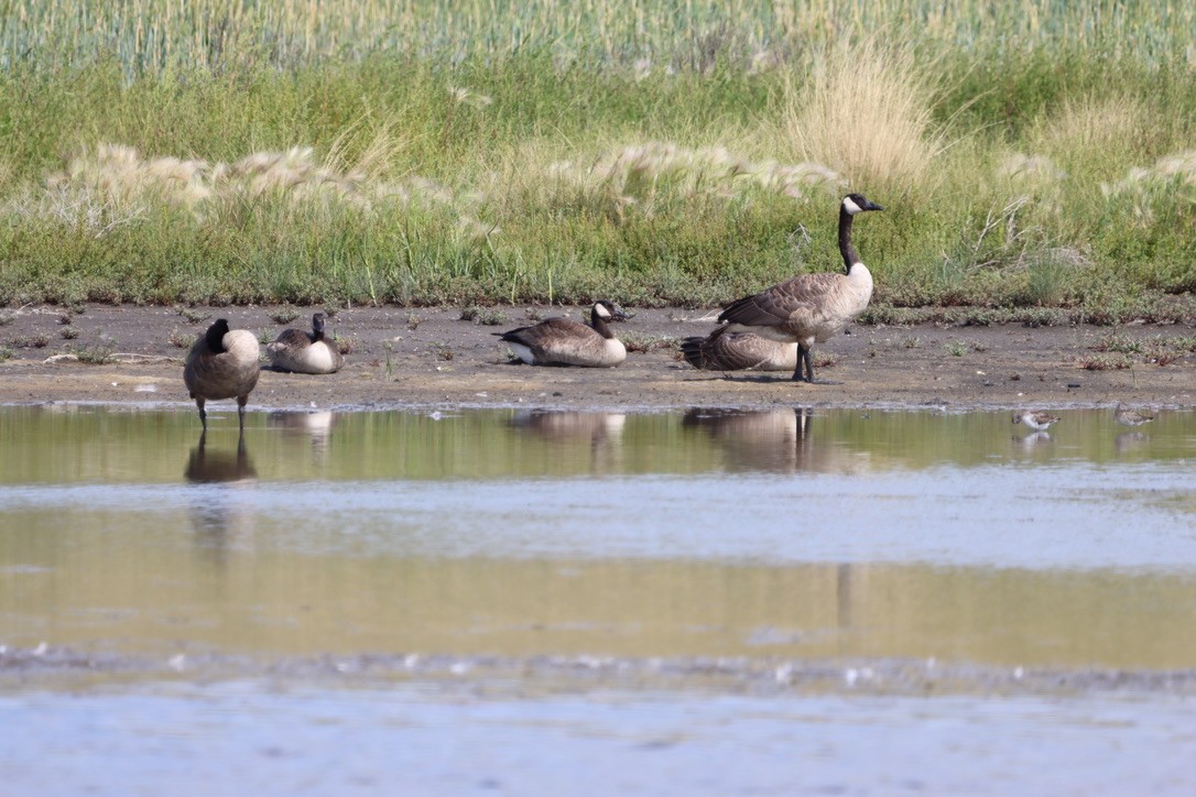 Canada Goose - ML640665250