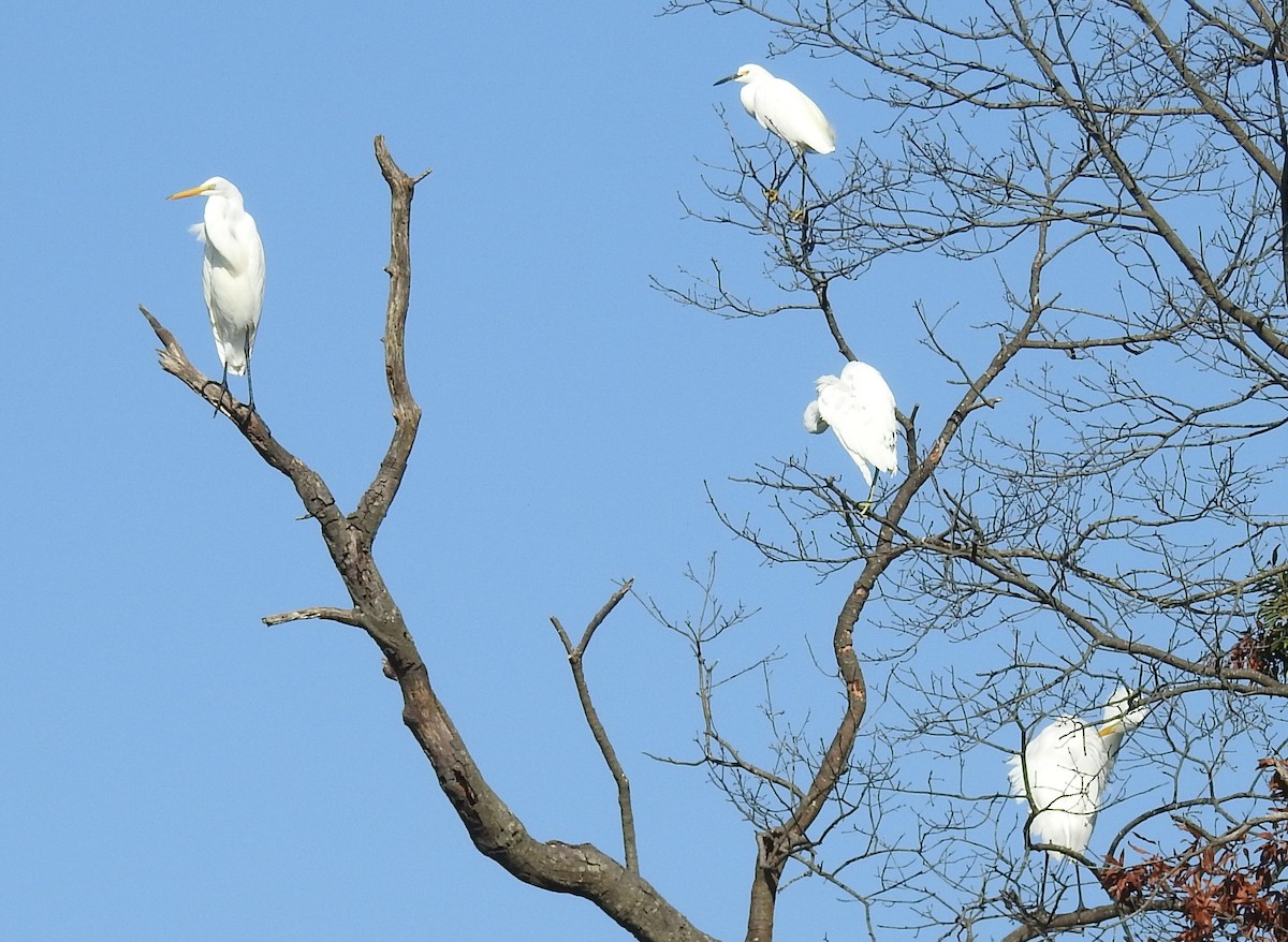 Silberreiher - ML640665255