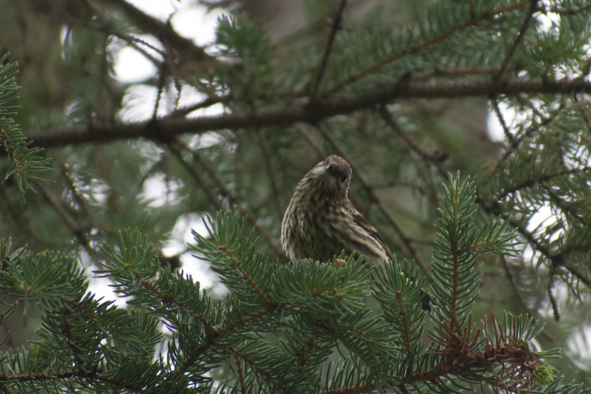 Pine Siskin - ML640665268