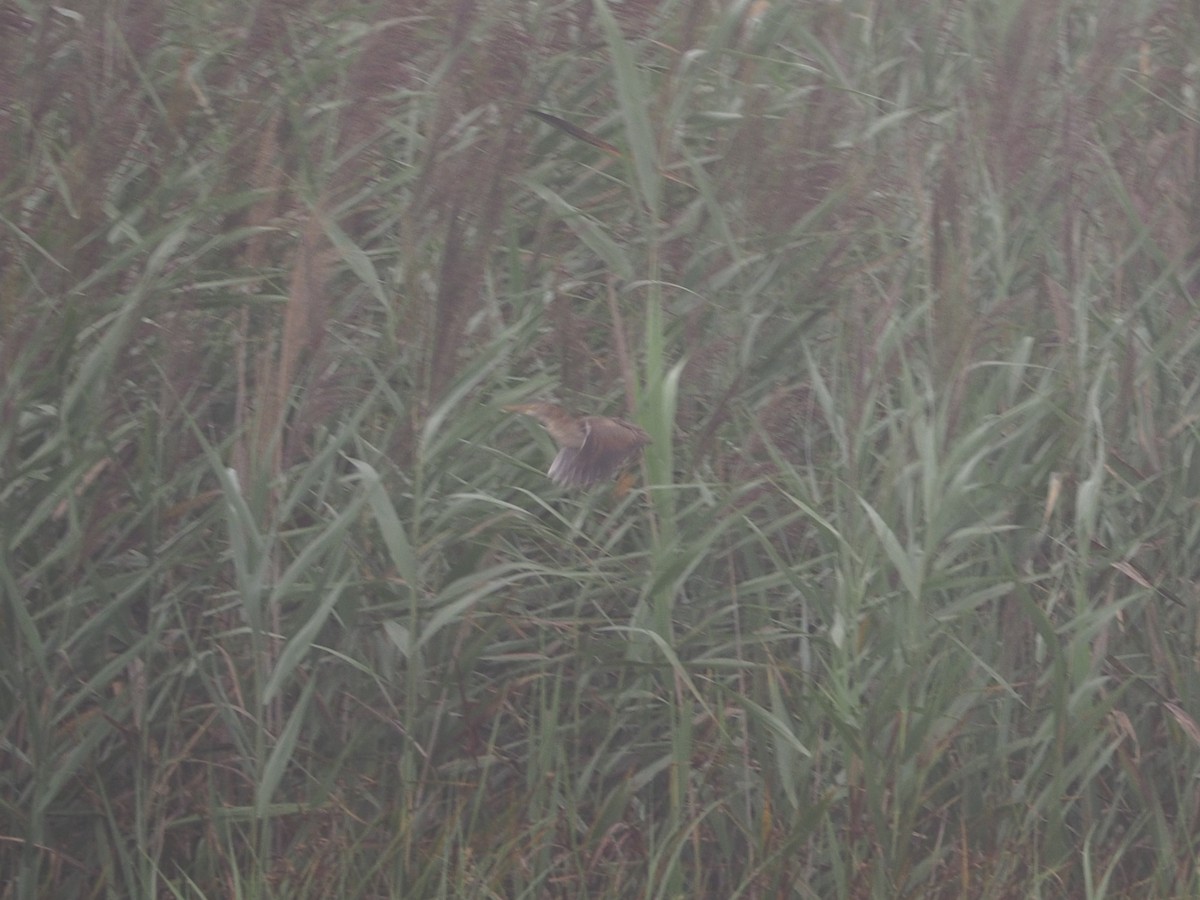 Least Bittern - ML640665270
