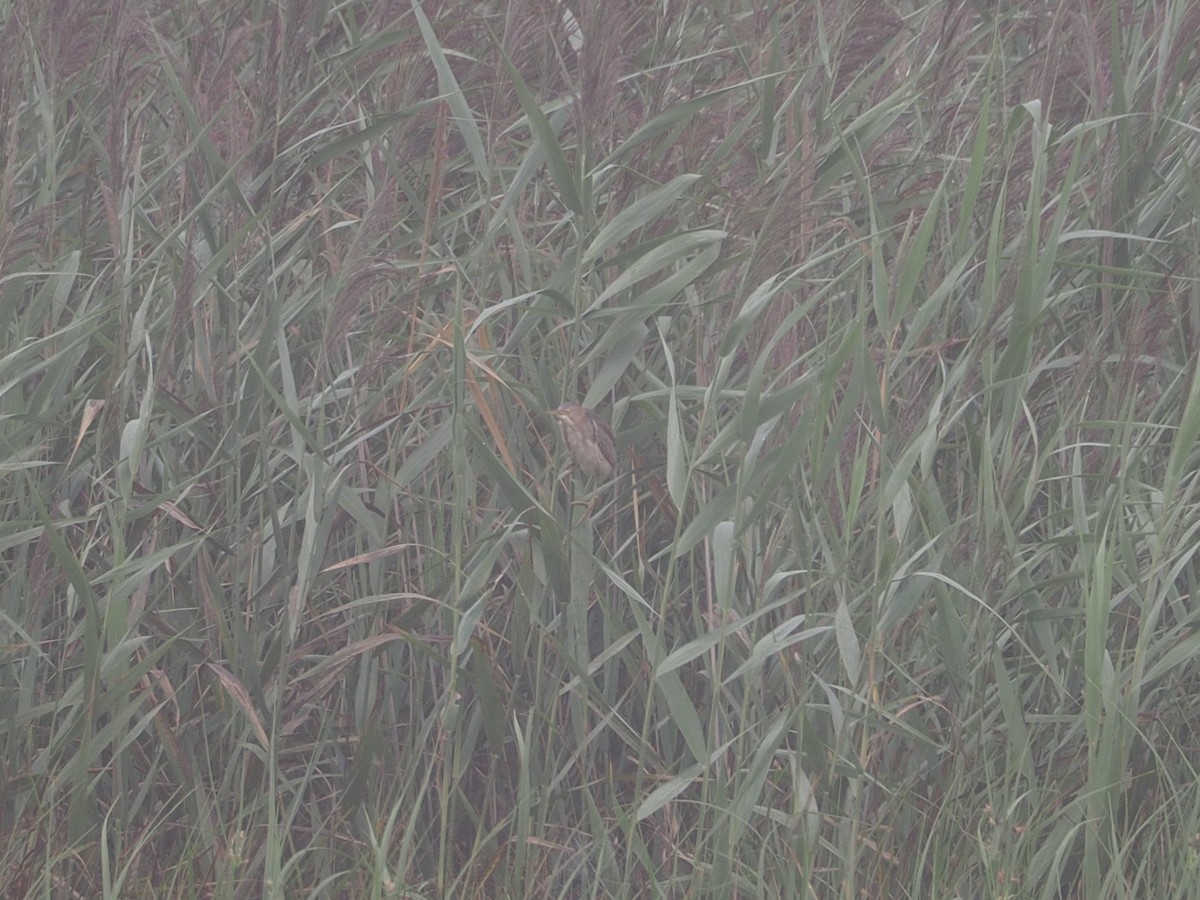 Least Bittern - ML640665271
