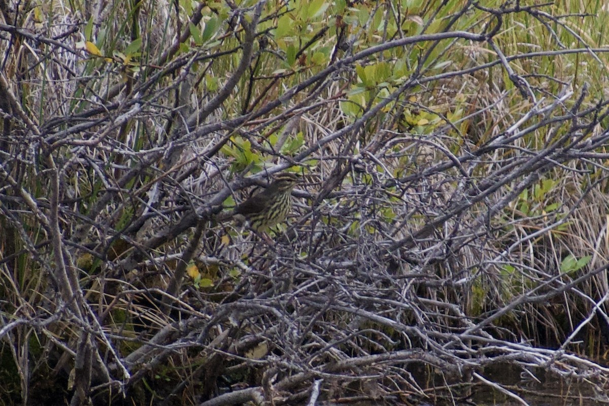 Northern Waterthrush - ML640665272