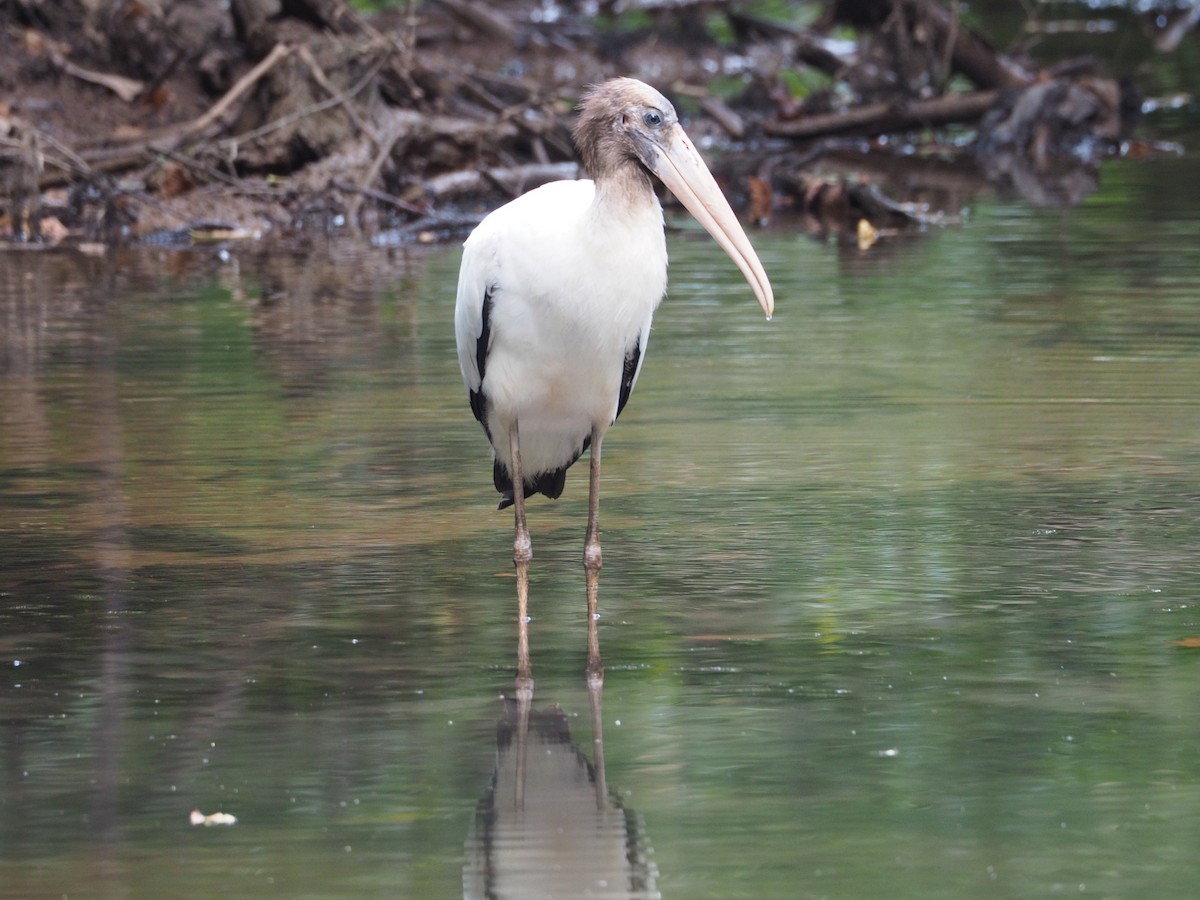 Wood Stork - ML640665281