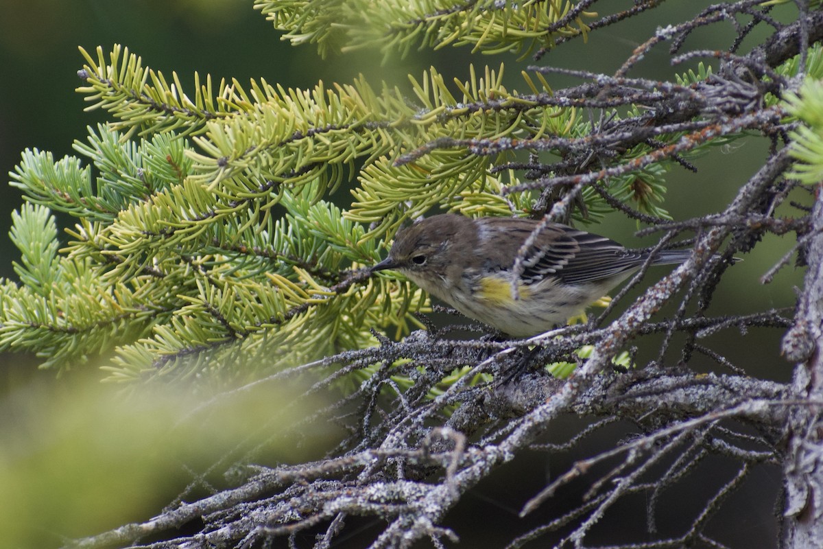 Yellow-rumped Warbler - ML640665313