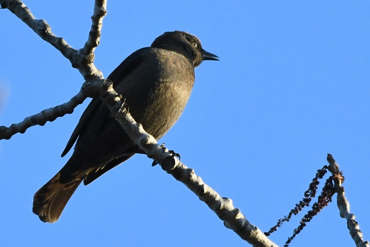 Rusty Blackbird - ML640665318