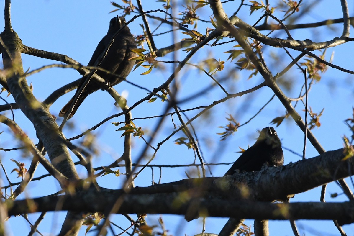 Rusty Blackbird - ML640665319