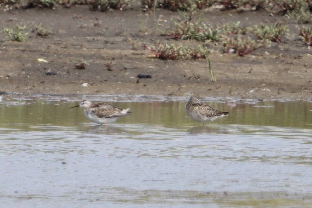 Wilson's Phalarope - ML640665328