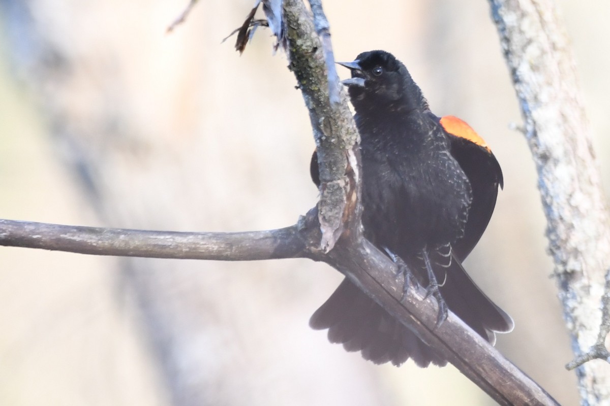 Red-winged Blackbird - ML640665331