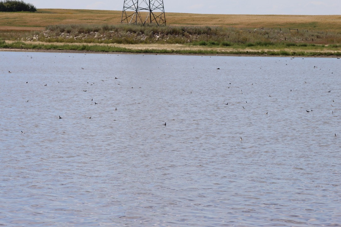 Red-necked Phalarope - ML640665334