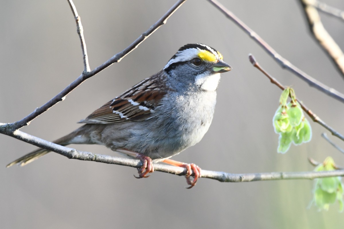 White-throated Sparrow - ML640665349