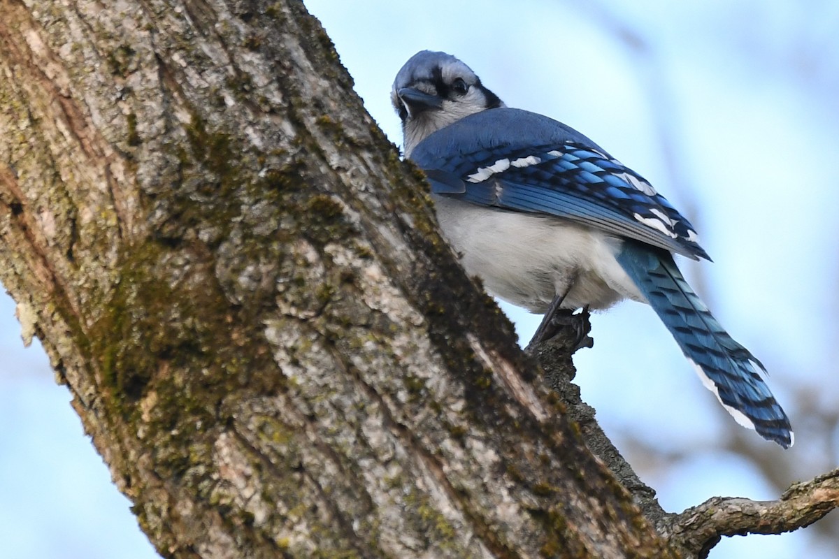 Blue Jay - ML640665359