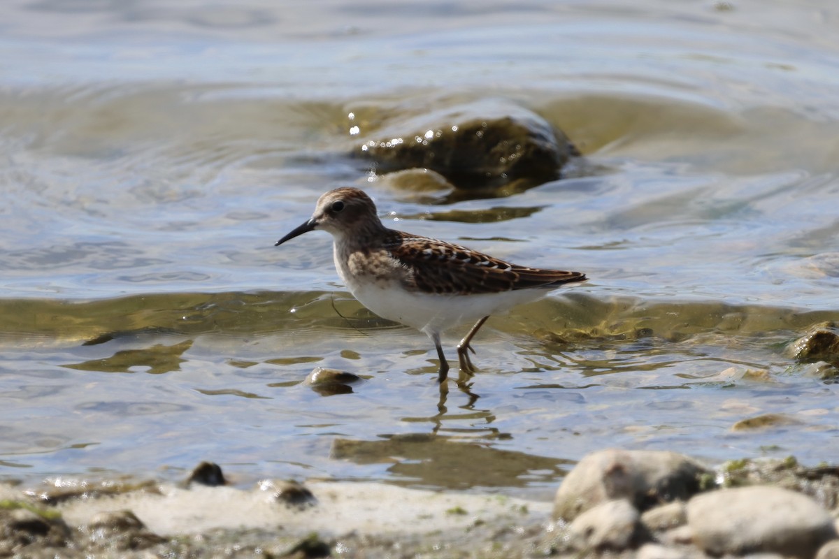 Least Sandpiper - ML640665368