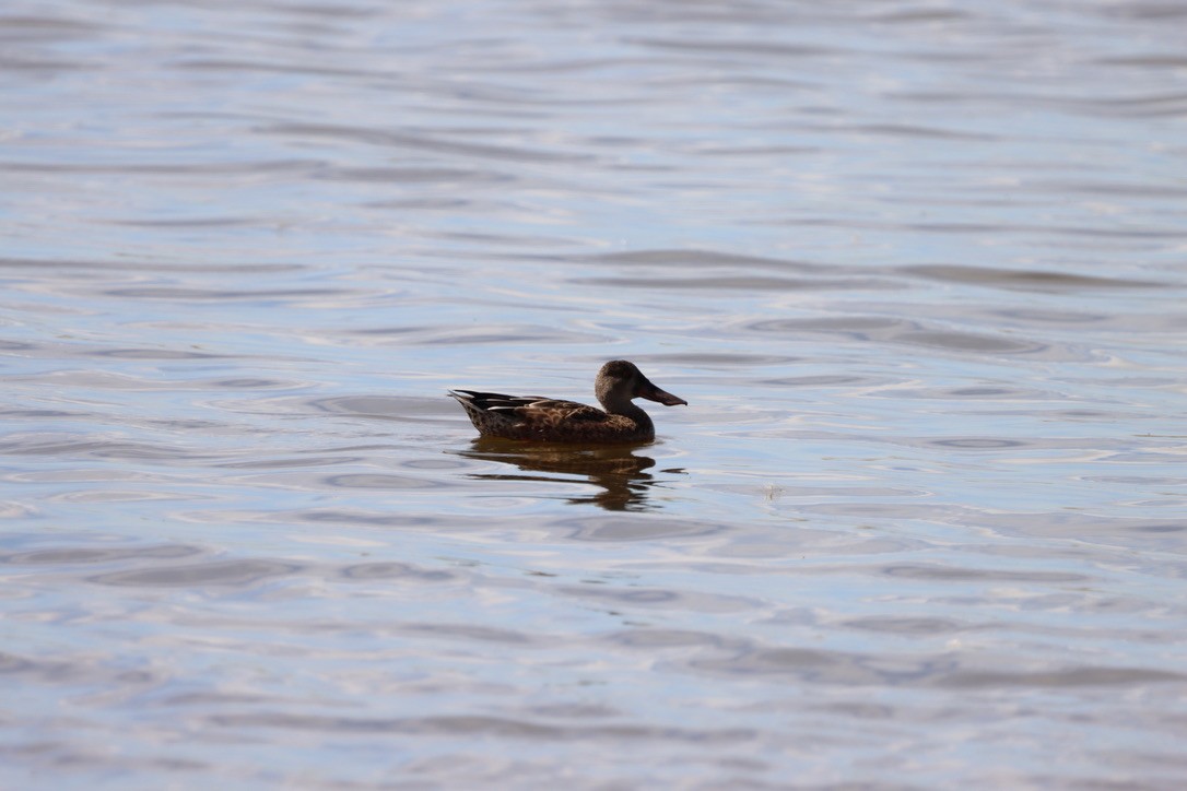 Northern Shoveler - ML640665392