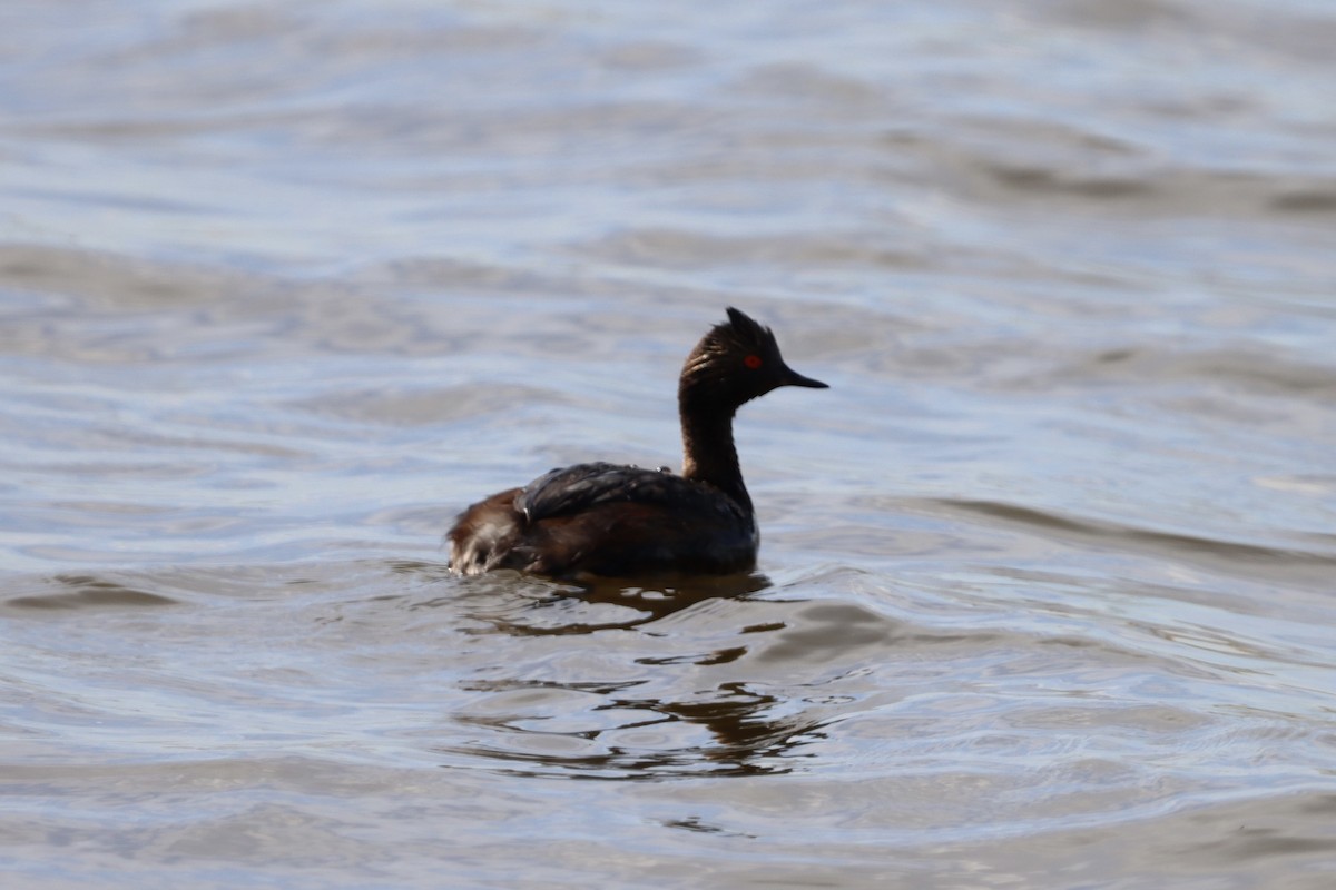Eared Grebe - ML640665405