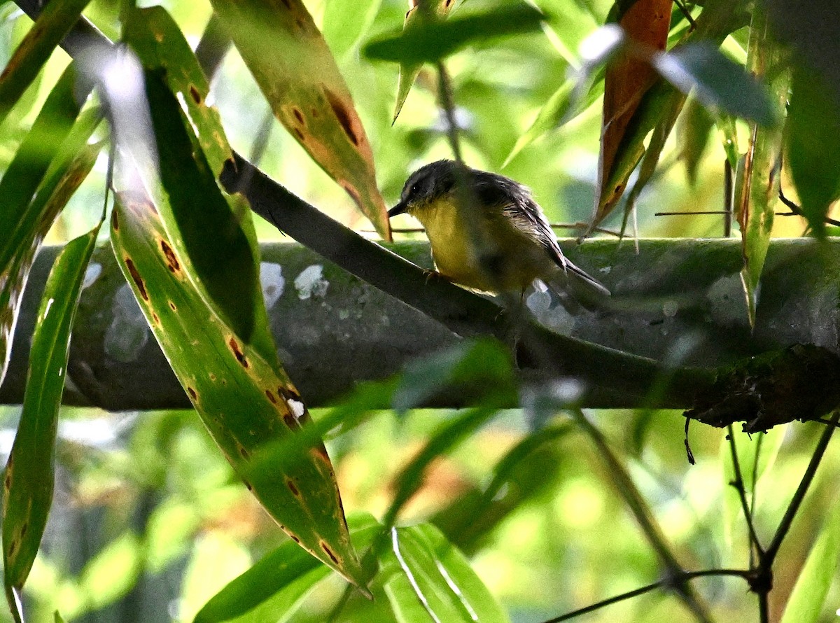 Golden-crowned Warbler - ML640665414