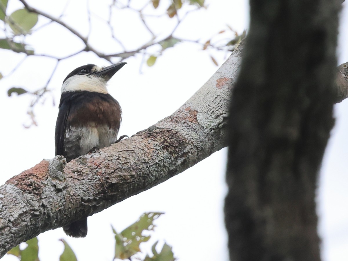 Brown-banded Puffbird - ML640665416