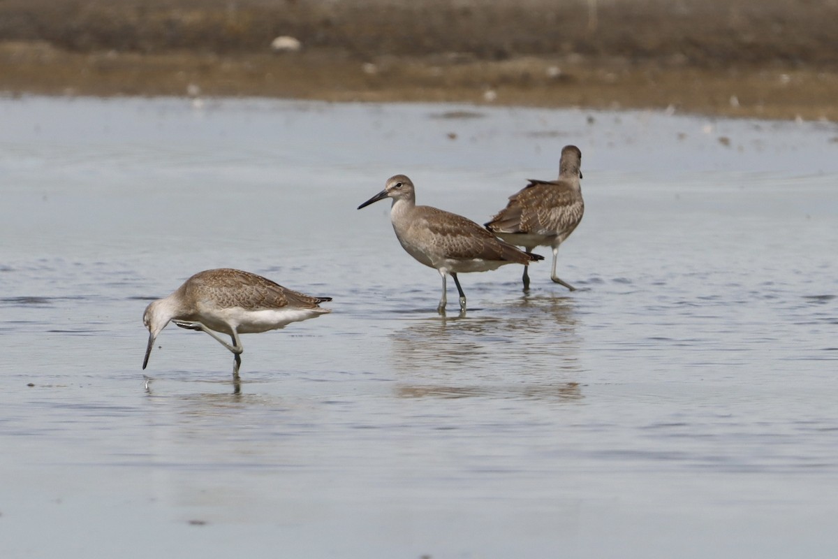 Willet - ML640665423