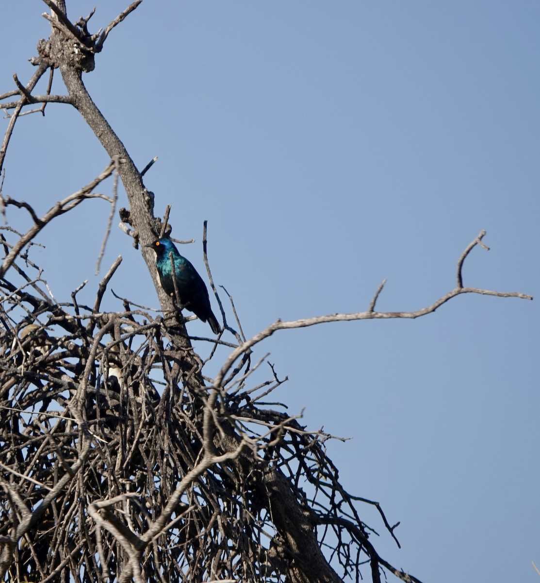 Cape Starling - ML640665452