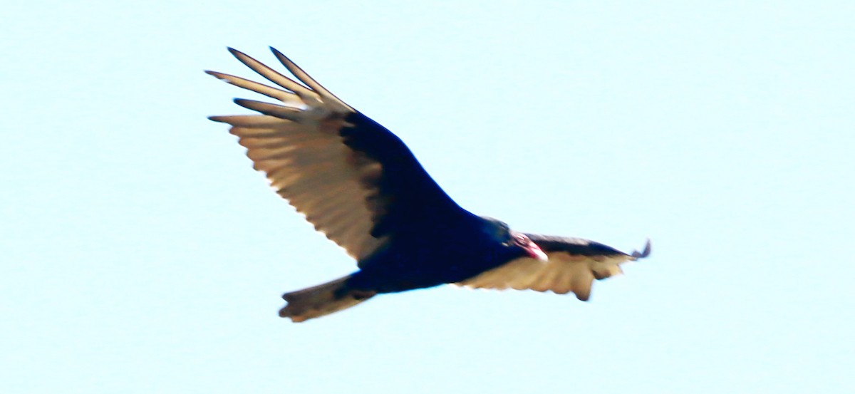 Turkey Vulture - ML640665455