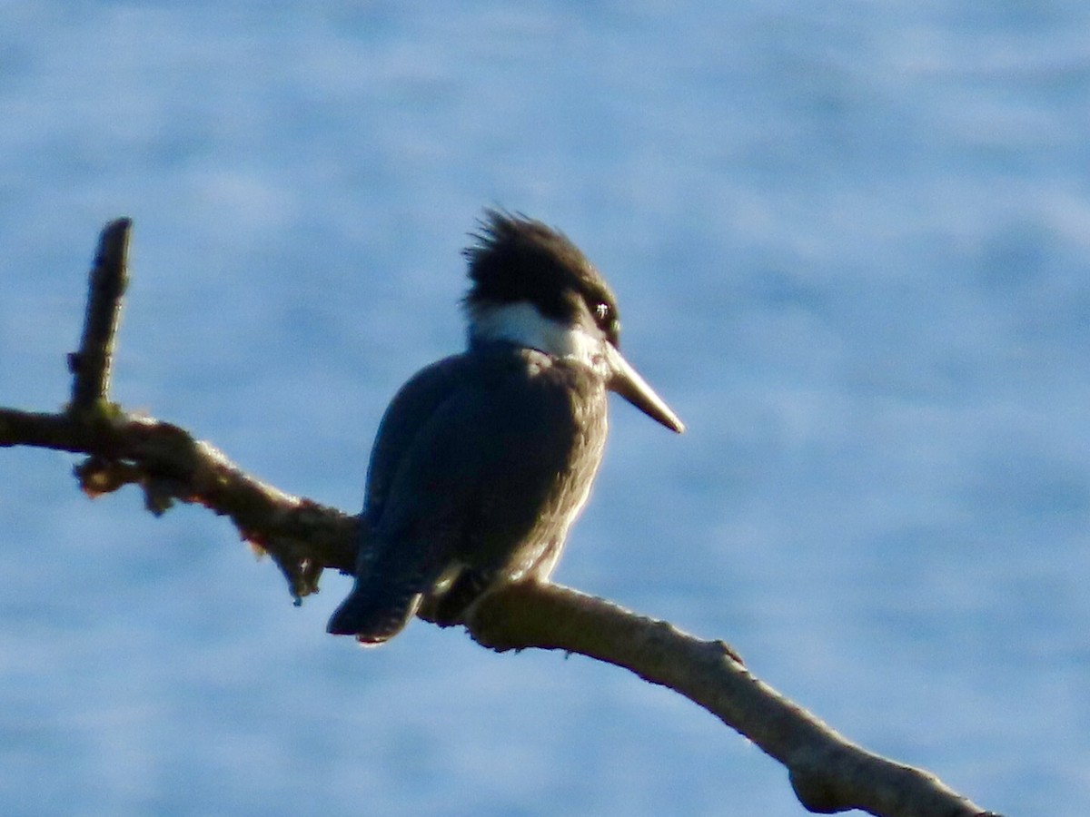 Belted Kingfisher - ML640665473