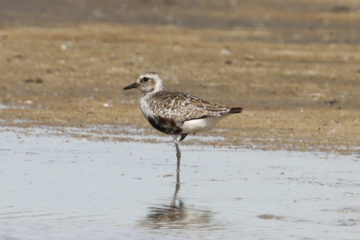 Black-bellied Plover - ML640665475