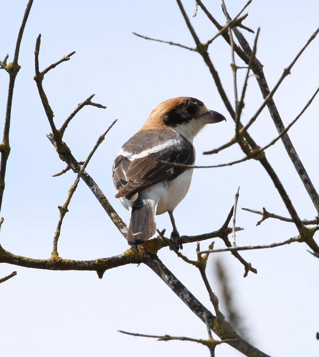 Woodchat Shrike - ML640665487