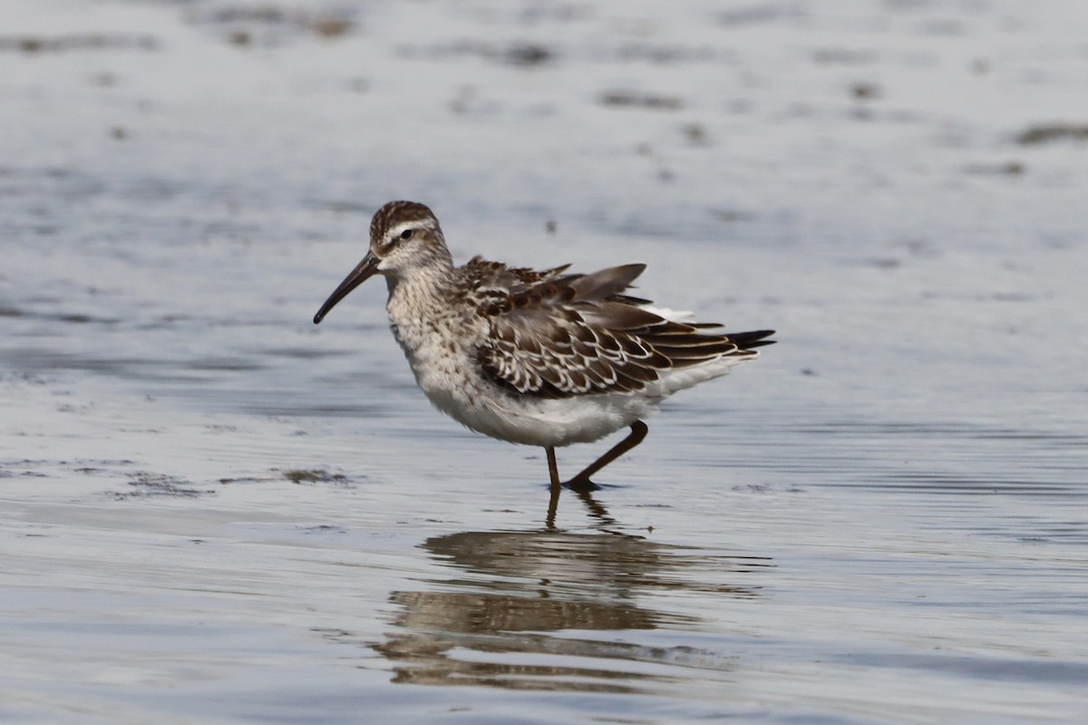 Stilt Sandpiper - ML640665493