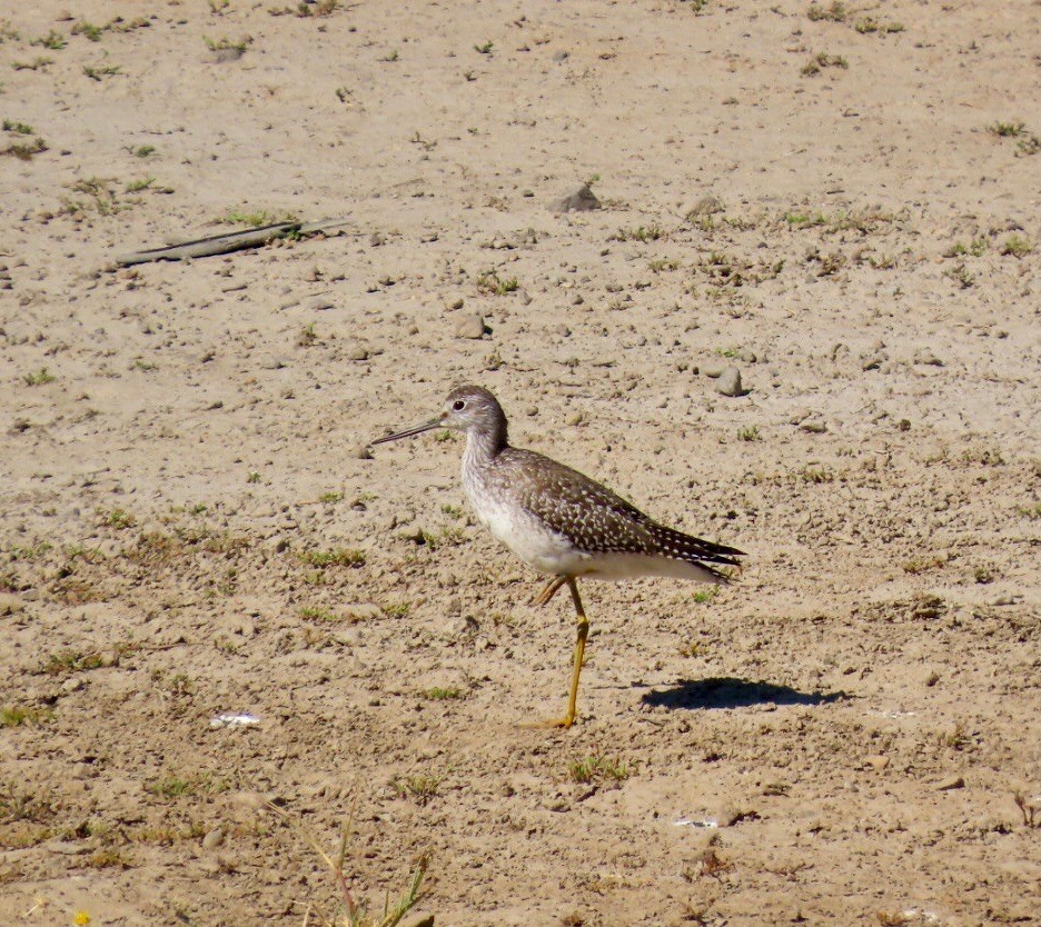 Greater Yellowlegs - ML640665507