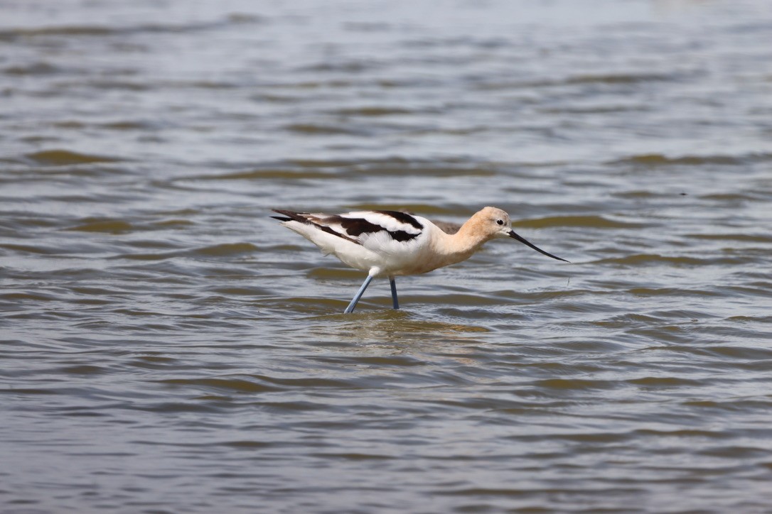 American Avocet - ML640665518