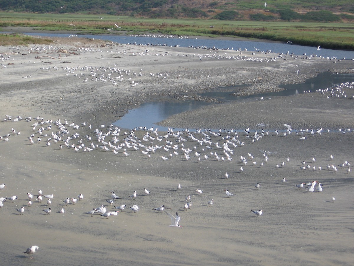 Elegant/Royal Tern - ML640665520