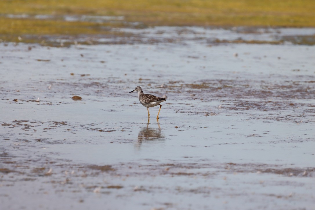 Lesser Yellowlegs - ML640665541