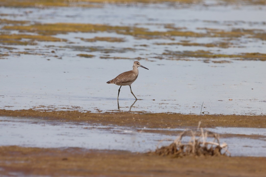 Willet - ML640665555