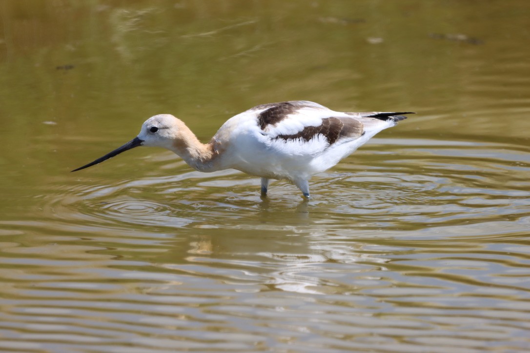 American Avocet - ML640665578