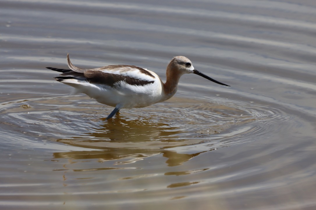 American Avocet - ML640665600