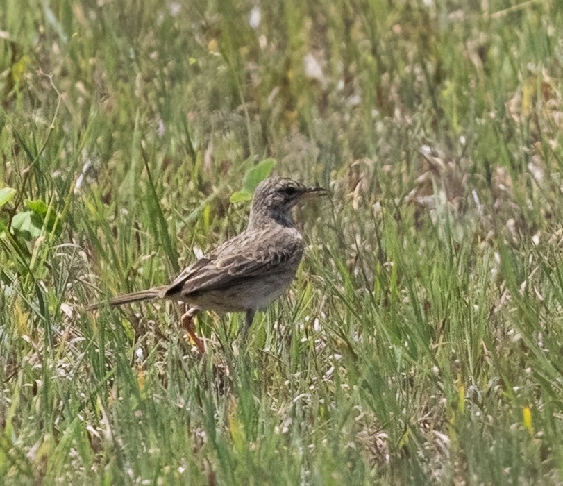 Richard's Pipit - ML640665608