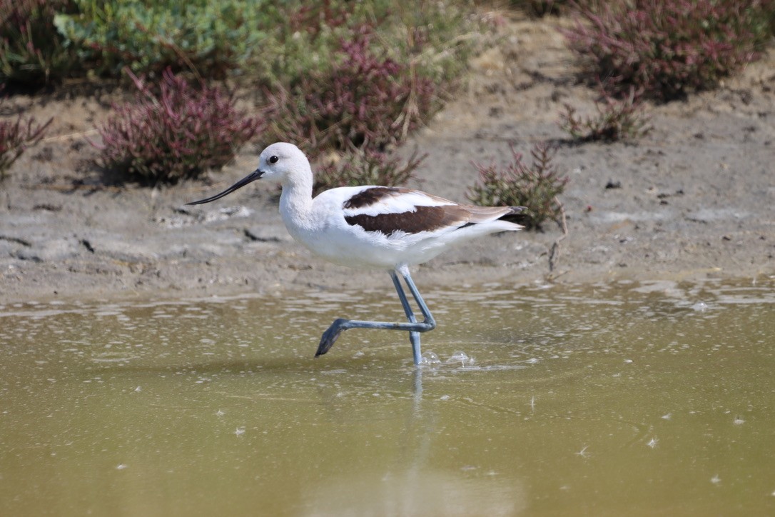 American Avocet - ML640665609