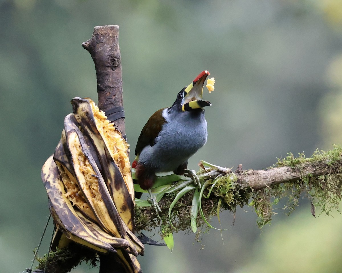 Gray-breasted Mountain-Toucan - ML640665614